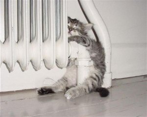 SillyAnimals11.jpg