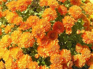 orangemums.jpg