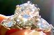 diamond in the sun close up.jpg