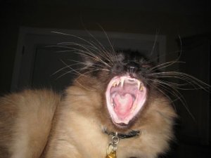 Animals W Jewelry 0351.jpg