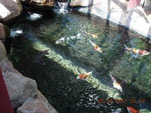koi 12440.jpg