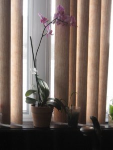 pictures of my orchids 009.jpg