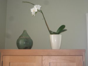 pictures of my orchids 013.jpg