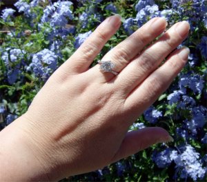 GemView_CapePlumbago.jpg