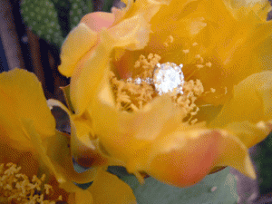 ylorck.gif