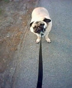 olivernowalk.jpg