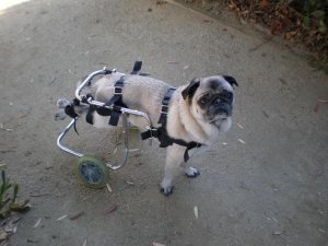 pugchair1234.jpg pugchair1234.jpg