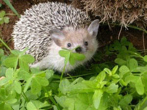 hedgehoghedgehogwhatchagonnado.jpg
