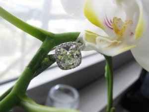 flower20737.jpg