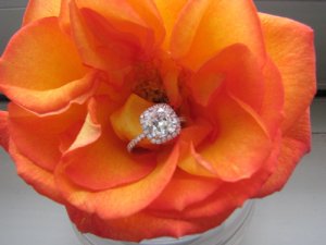 flower50741.jpg