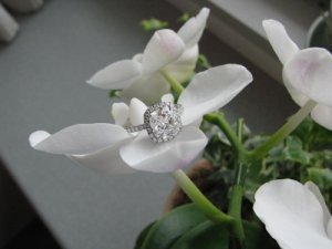 flower10738.jpg