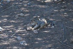 squirrelbaby-mp.jpg
