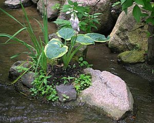 streamplant.JPG