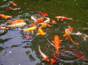fishpond.JPG