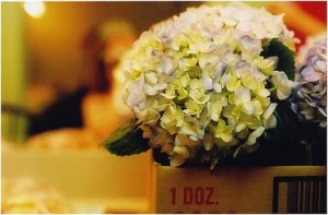 hydrangea2000.2.jpg