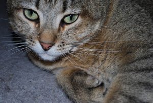 cleo881.jpg