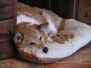 IMG_1100sized.jpg