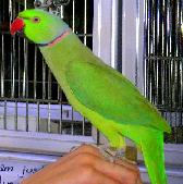 Sized_Indian_Ringneck_Parakeet1.JPG