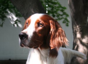 dog photos to send_1.jpg