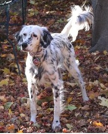 dapple in backyard - cropped.jpg