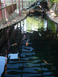 koi 12844.jpg