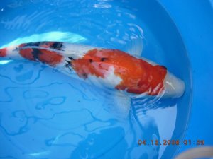 koi 12779.jpg