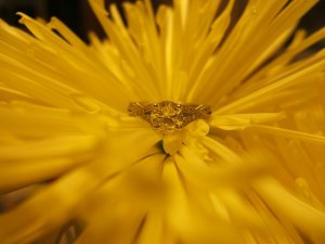 FLOWER &  RING 004.jpg