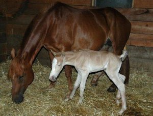 newfoal2.JPG