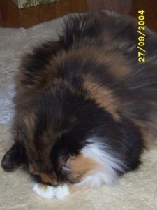 Beautiful Muffin I will miss you.jpg