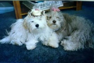 havanese.jpg