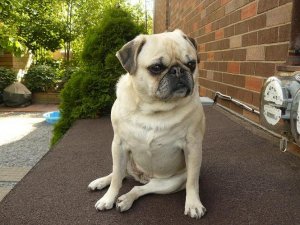 twinkiepug.JPG