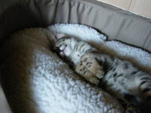 zonked.jpg