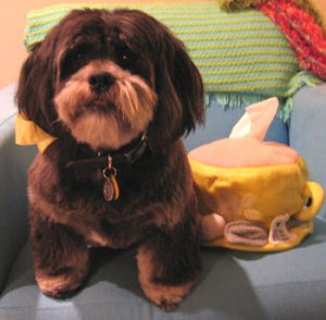 tobyteacup.jpg