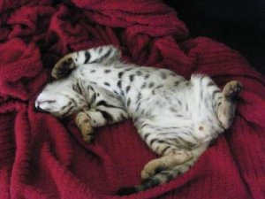spots.jpg