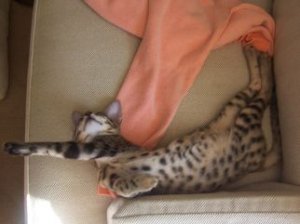 Masonbellyspots.jpg
