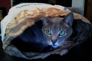 darwin_publix bag.jpg