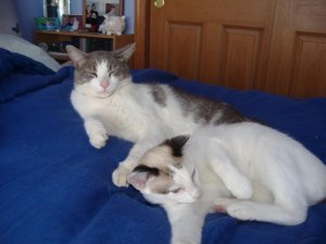 Cuddlebuddies.jpg