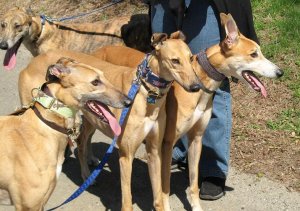 Jasper and friends 30.JPG