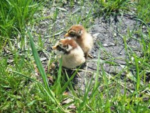 chicksarecute.JPG