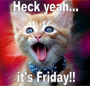 lolcatsdotcom1254.jpg