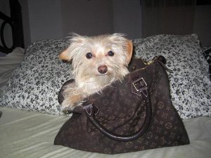 lulu.lv.JPG