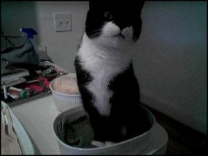 mz_whats cookin mom.jpg
