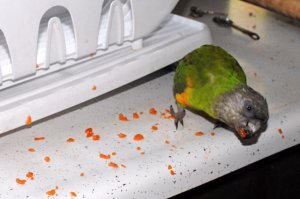 amm.jpg