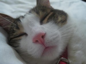 sleepy shanoo.JPG