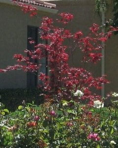 japanesemapleabc123.jpg