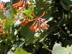 Lonicera Mandarin close up.jpg