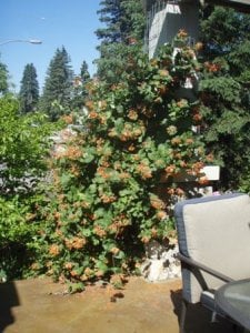 Lonicera Dropmore Mandarin.jpg