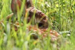 SNP_fawn0001.jpg