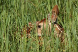 snp_fawn20001.jpg