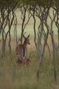 SNP_fawn30001.jpg